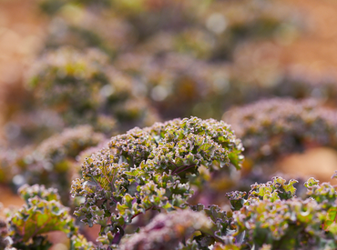 Cold Press Organic Juice – The Nutrition