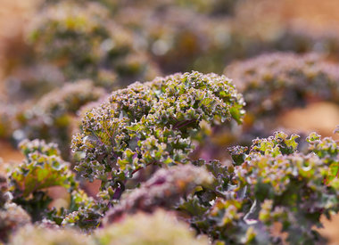 Cold Press Organic Juice – The Nutrition